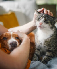 Man sitting on sofa with domestic animals. Pet owner stroking his old cat and dog together.